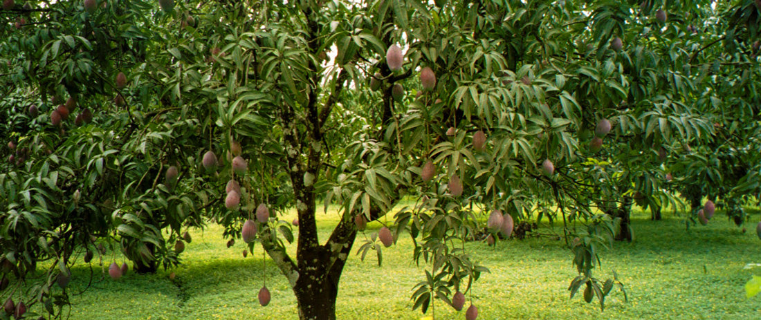 The Sustainable Truth about Mango Wood Furniture